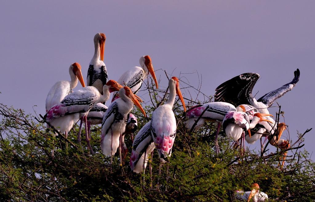 Hotel Bharatpur Ashok ภายนอก รูปภาพ
